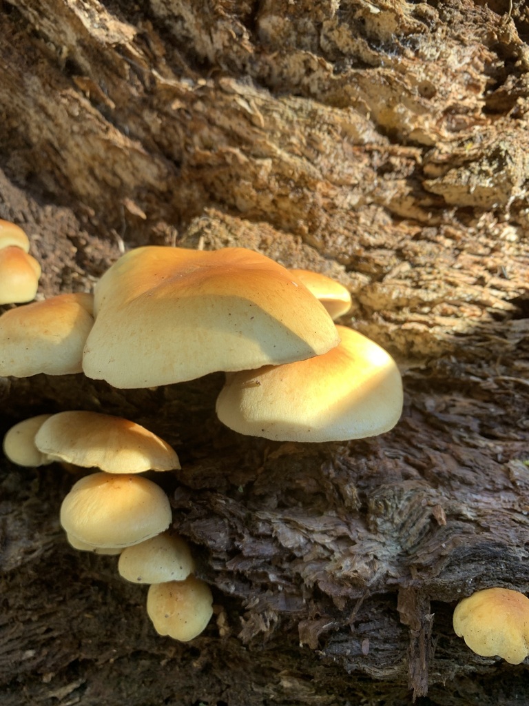 Hypholoma fasciculare · March 2026 · photo: © thenaturekid2827 (iNaturalist, cc-by-nc)