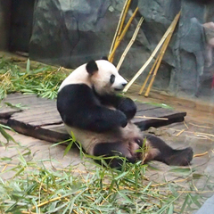 Ailuropoda melanoleuca