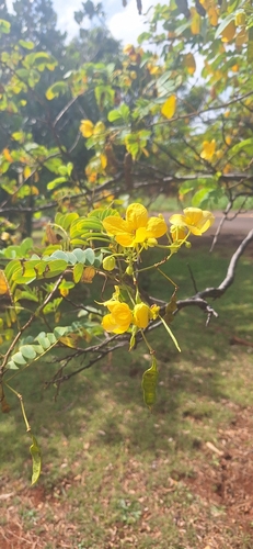 Senna surattensis observed 2026-03-08