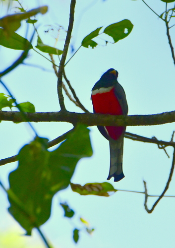 Elegant Trogon (Trogon elegans), photo 4
