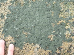 Hydropunctaria maura