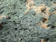 Hydropunctaria maura