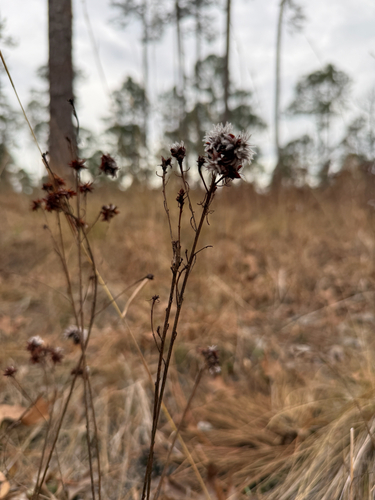 Summer Farewell (Dalea pinnata)