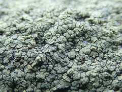 Hydropunctaria maura