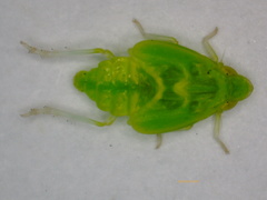 Kallitaxila granulata