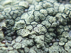 Hydropunctaria maura