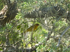 Setophaga petechia bryanti