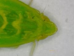 Kallitaxila granulata