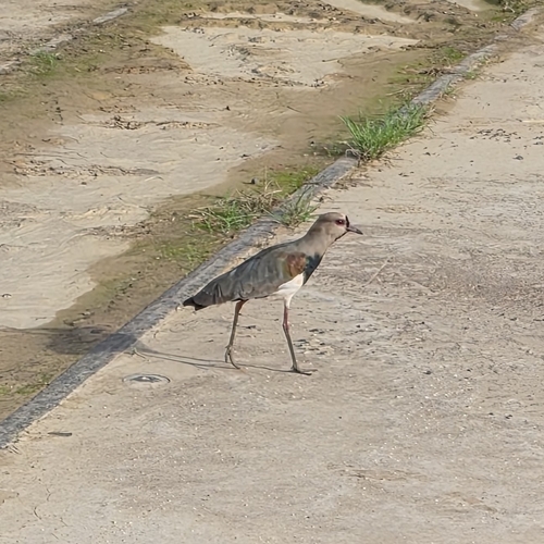 Southern Lapwing