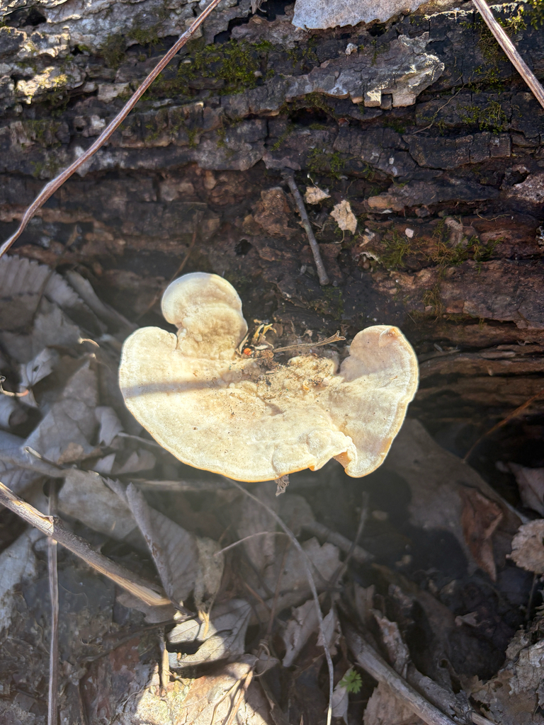 Trametes gibbosa · March 2026 · photo: © kefreecomo (iNaturalist, cc-by)