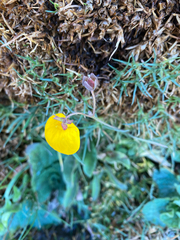 Calceolaria filicaulis