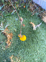 Calceolaria filicaulis, photograph author not stated, no rights reserved