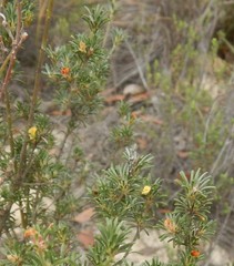 Phyllota pleurandroides