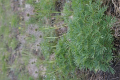 Pulsatilla patens