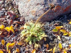 Papaver radicatum radicatum