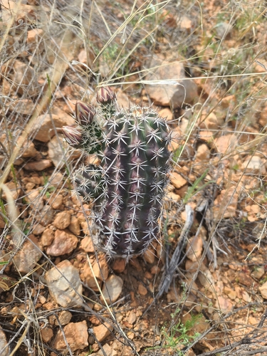 Echinocereus fendleri