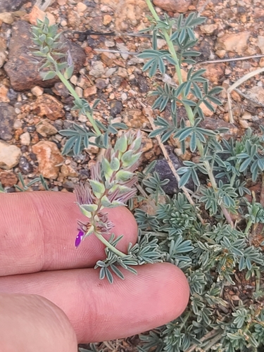 bearded prairie clover (Dalea pogonathera)