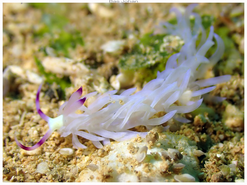 Pteraeolidia semperi