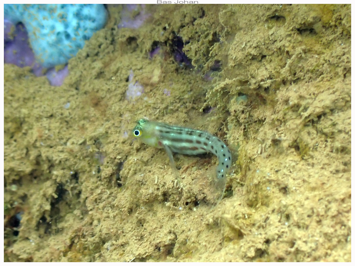 Vanuatu Combtooth Blenny photo 6