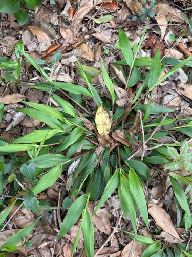 variable witchgrass (Dichanthelium commutatum)