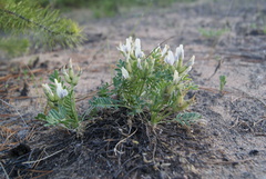 Oxytropis caespitosa