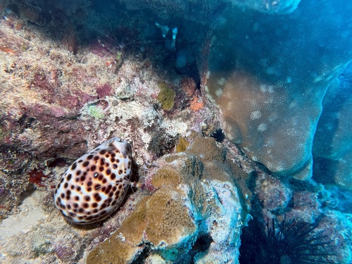 Cypraea tigris observed 2026-03-08