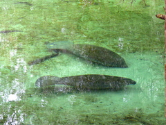Trichechus manatus