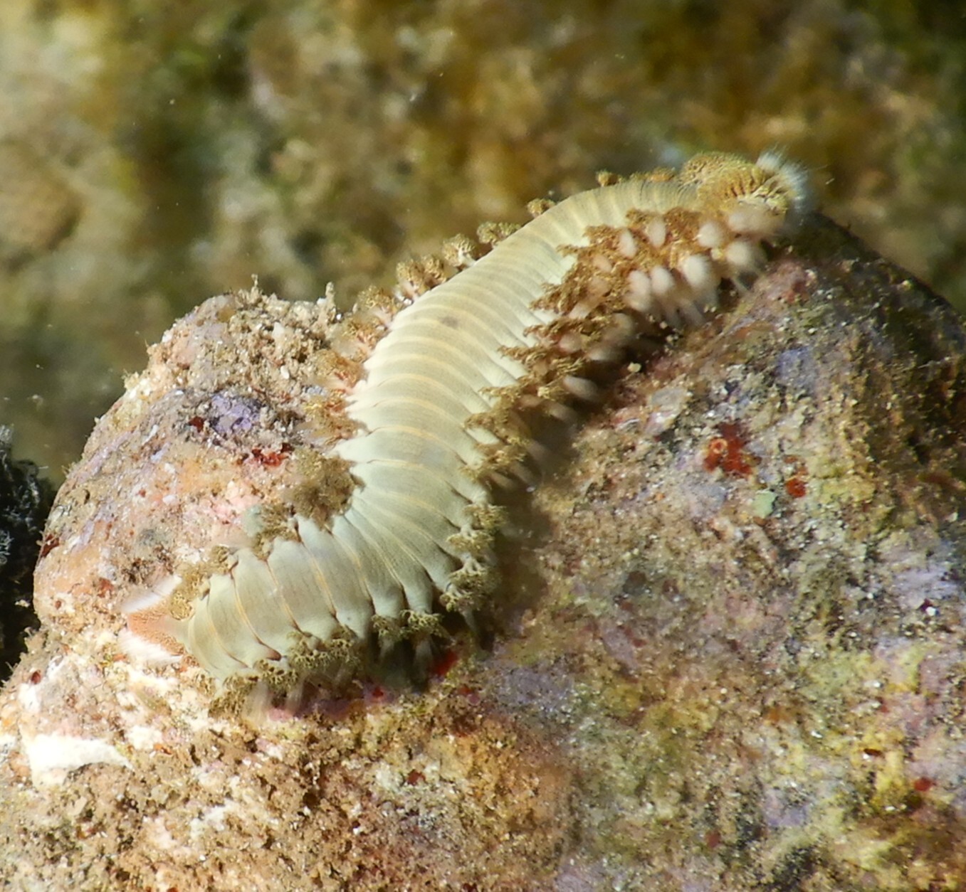 Hermodice carunculata (Pallas, 1766)