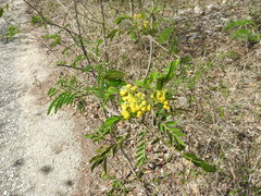 Senna racemosa