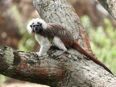 Saguinus oedipus