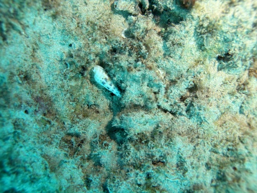 Terebra maculata observed 2026-03-08