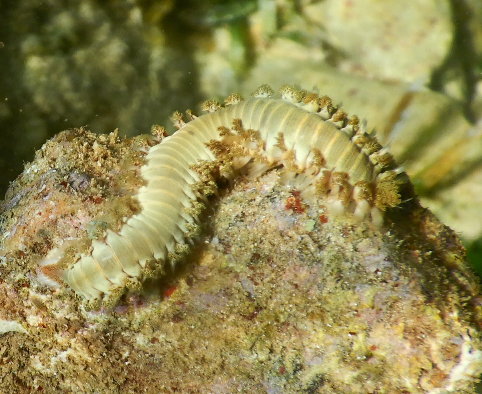 Hermodice carunculata (Pallas, 1766)