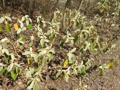 Croton peraeruginosus
