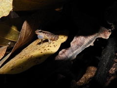 Colostethus ruthveni