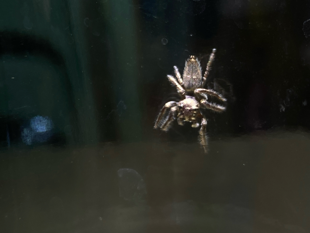Lepidemathis sericea