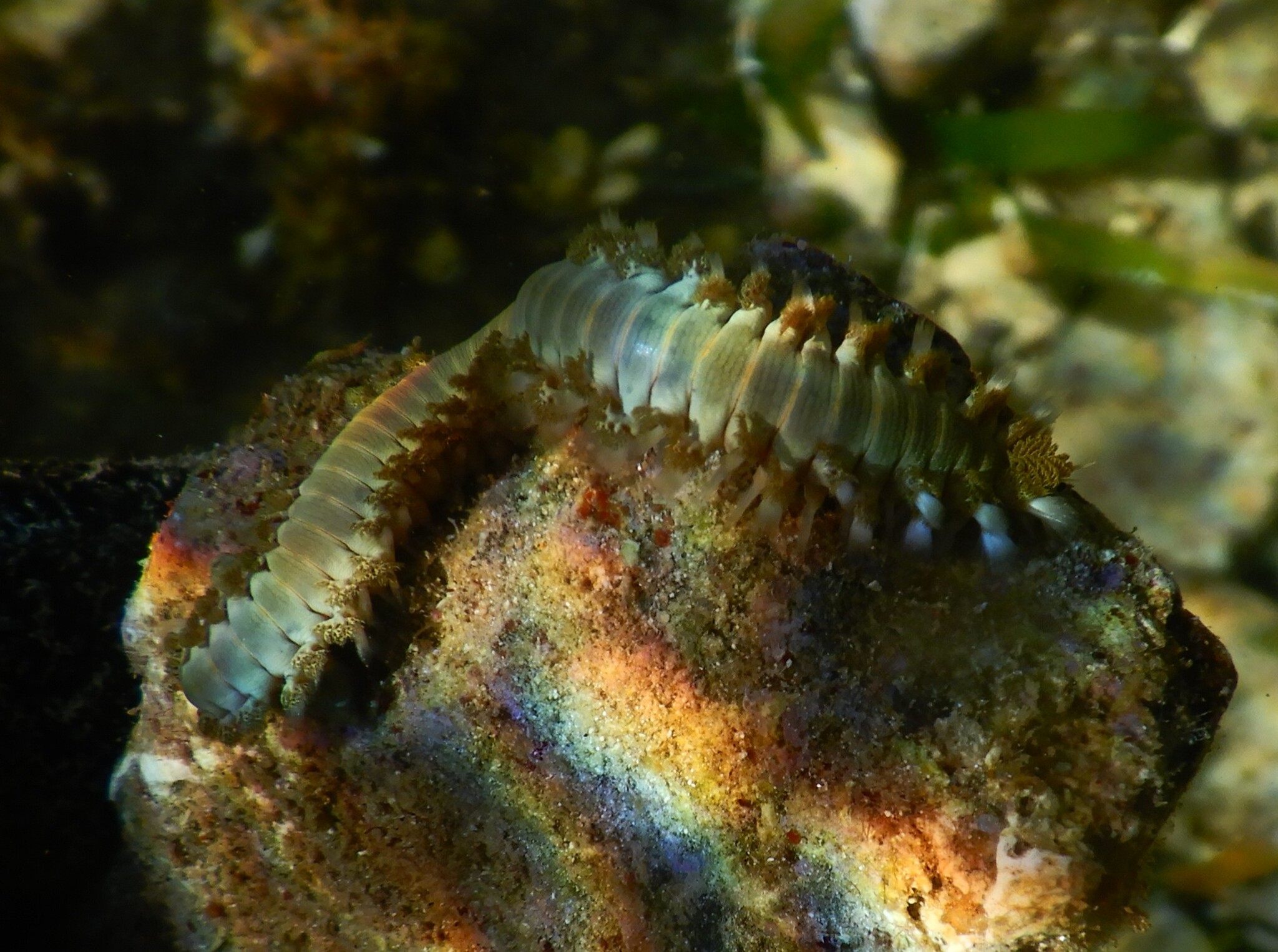 Hermodice carunculata (Pallas, 1766)