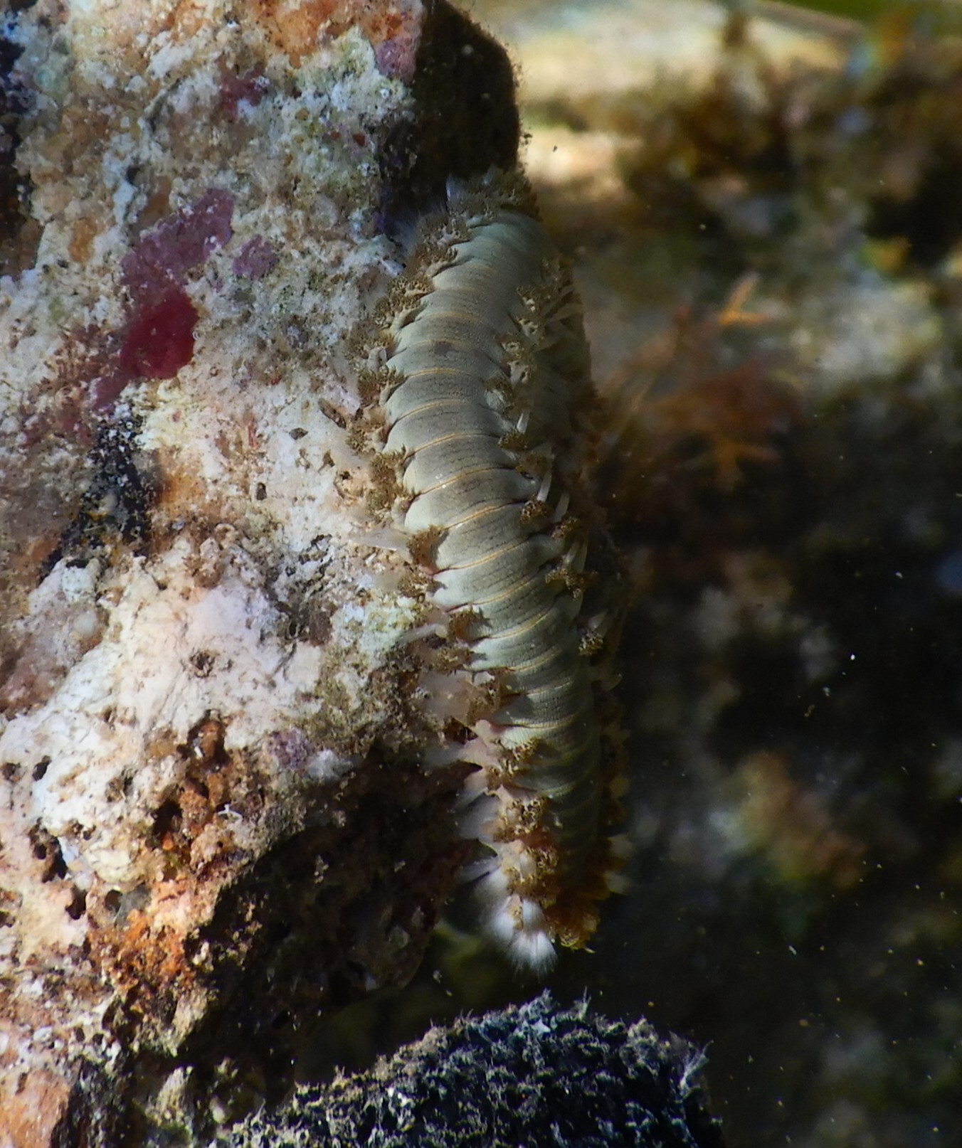 Hermodice carunculata (Pallas, 1766)