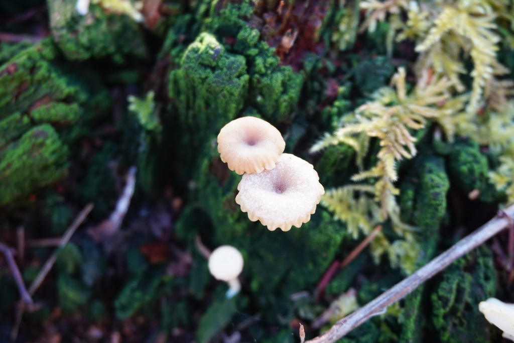Lichenomphalia ericetorum · March 2026 · photo: © murray39 (iNaturalist, cc-by)
