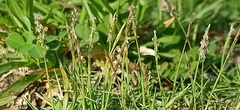 Zoysia matrella