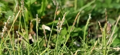 Zoysia matrella