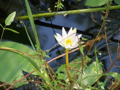 Nymphaea elegans