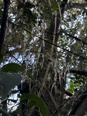 (c) Nicolás Baresch Uribe, some rights reserved (CC BY) Pleurothallis phalangifera, photograph (c) Nicolás Baresch Uribe, some rights reserved (CC BY)