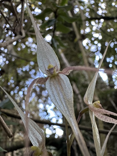 Pleurothallis phalangifera, photograph 6