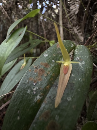 Pleurothallis microcardia, photograph 6