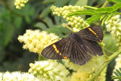 Riodina lycisca