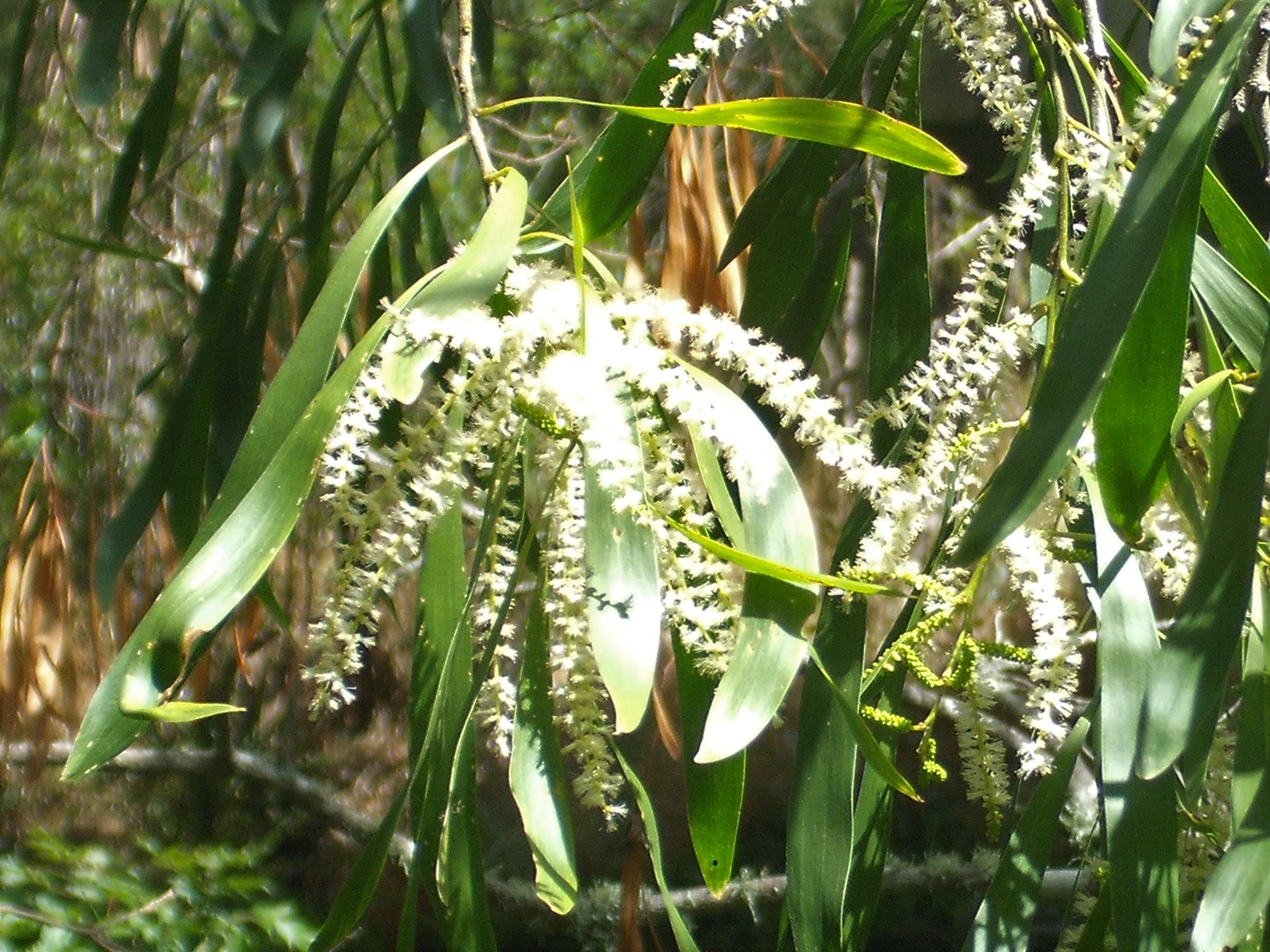 Acacia maidenii