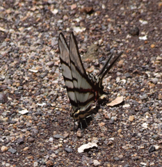 Protographium epidaus fenochionis