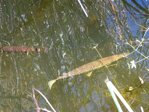 Florida Gar