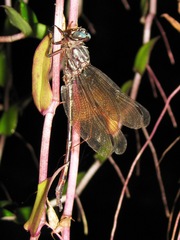 Aphylla angustifolia