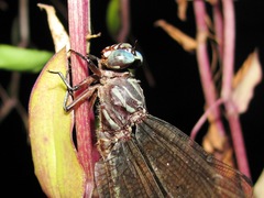 Aphylla angustifolia